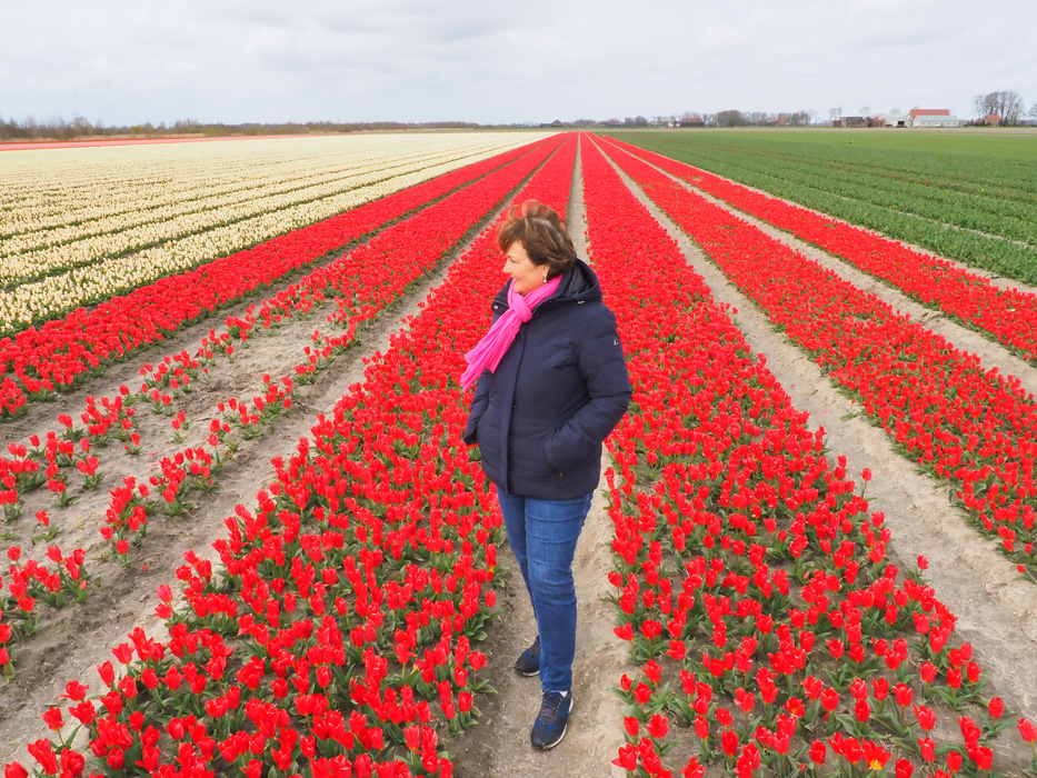 Tulpenroute ten zuiden van Friesland wordt 16 april geopend | Fries Nieuws